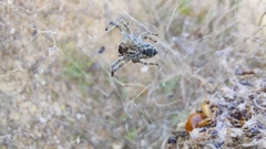 Stegodyphus dumicola