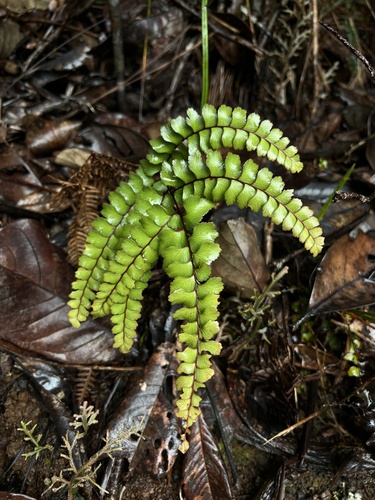 Adiantum fournieri observed 2022-08-28