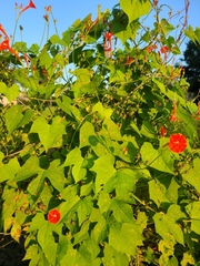 Ipomoea hederifolia