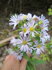 Symphyotrichum puniceum