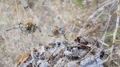 Stegodyphus dumicola