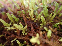Hypnum dieckii