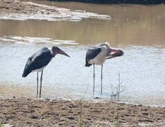 Leptoptilos crumenifer