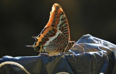 Charaxes jasius