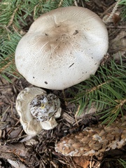 Agaricus leptocaulis