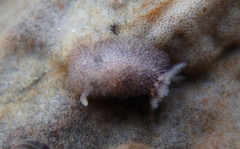 Acanthodoris pilosa