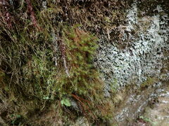 Bartramia pomiformis