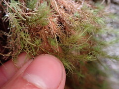 Bartramia pomiformis