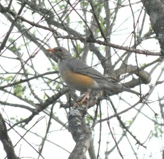 Turdus libonyana