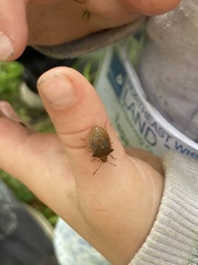 Podisus maculiventris