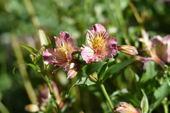 Alstroemeria