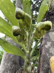 Catasetum integerrimum