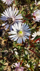 Lampranthus leptaleon