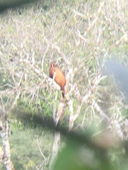 Alouatta seniculus