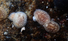 Onchidoris bilamellata