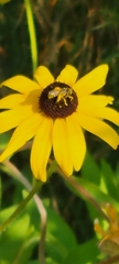 Halictus ligatus