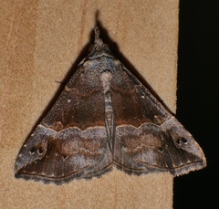 Hypena isogona