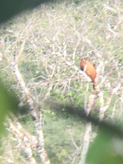 Alouatta seniculus
