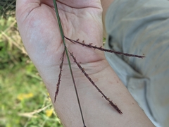 Eleusininae
