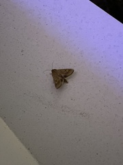 Helicoverpa armigera