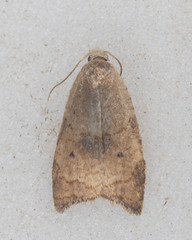 Coelostathma discopunctana