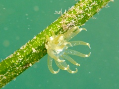 Bunodeopsis