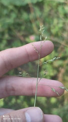 Poa compressa