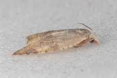 Coelostathma discopunctana