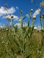 Centaurea chartolepis