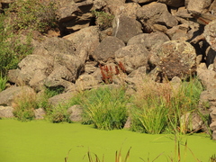 Carex comosa