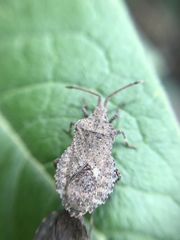 Hypselonotini