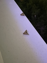 Helicoverpa armigera