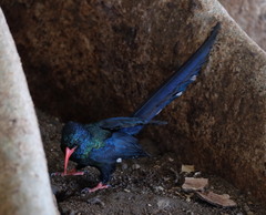 Phoeniculus purpureus