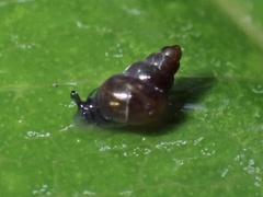 Assimineidae