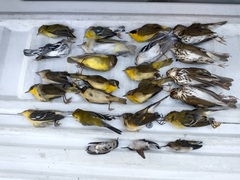 Archilochus colubris