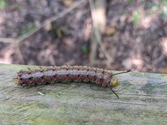 Anisota virginiensis