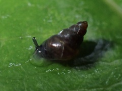 Assimineidae