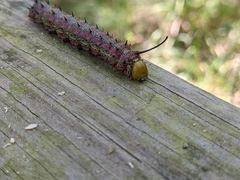 Anisota virginiensis