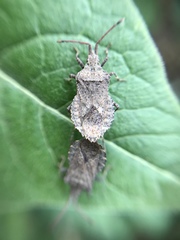 Hypselonotini