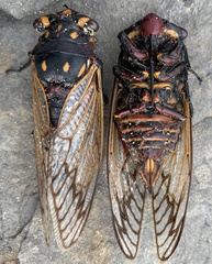 Macrotristria angularis