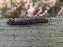 Anisota virginiensis