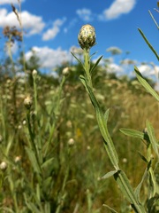 Centaurea chartolepis