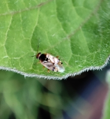 Deraeocoris serenus