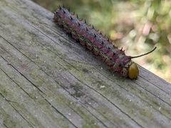 Anisota virginiensis