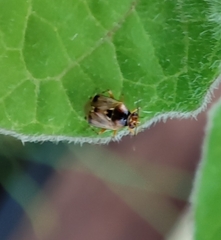 Deraeocoris serenus