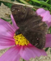 Erynnis baptisiae