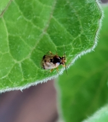 Deraeocoris serenus