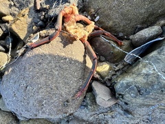 Panulirus interruptus