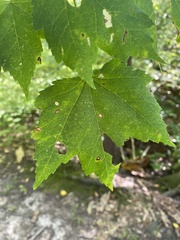 Acericecis ocellaris