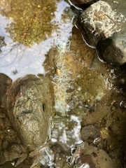 Cestoda